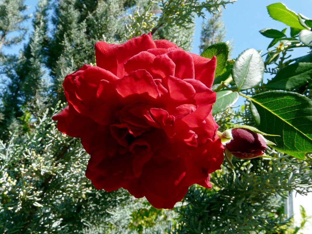 Красная роза - Наталья Цыганова 