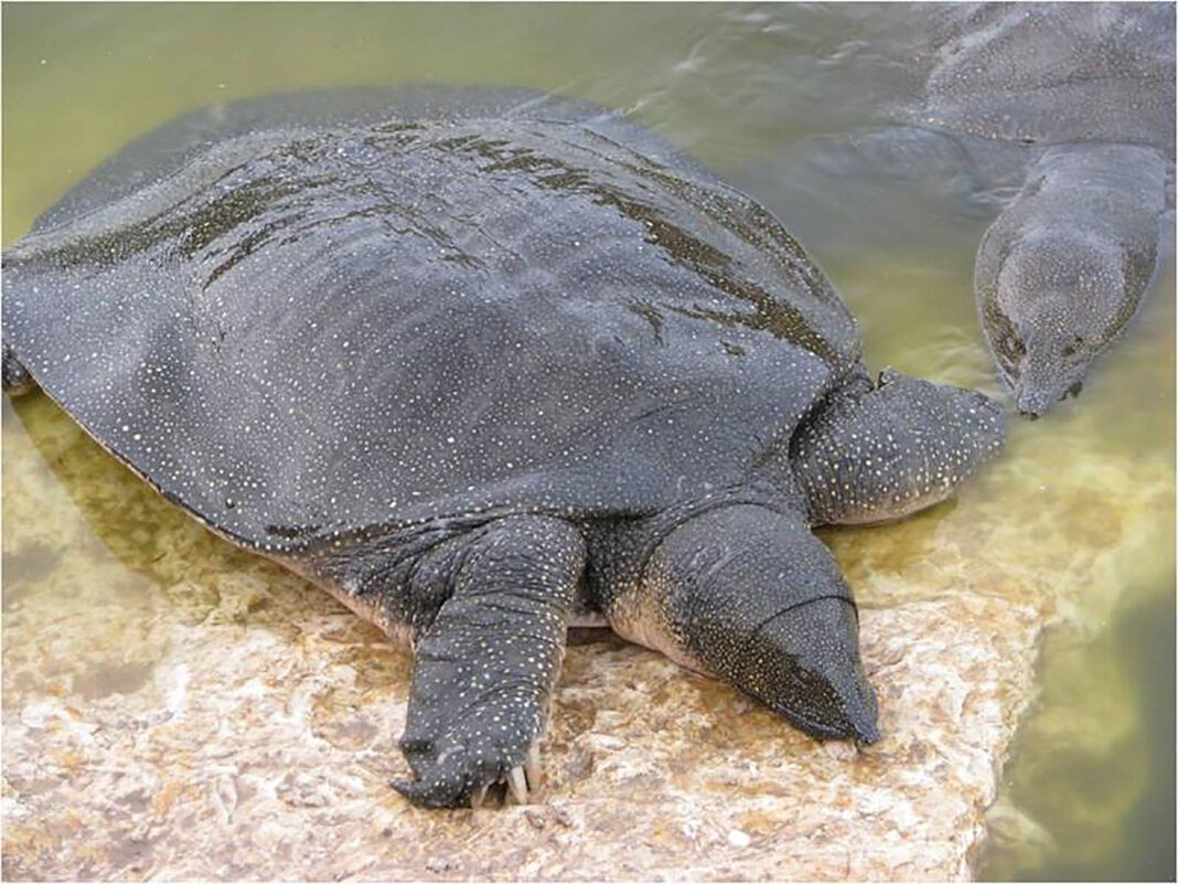 Мягкотелые речные черепахи реки Александр - Гала 