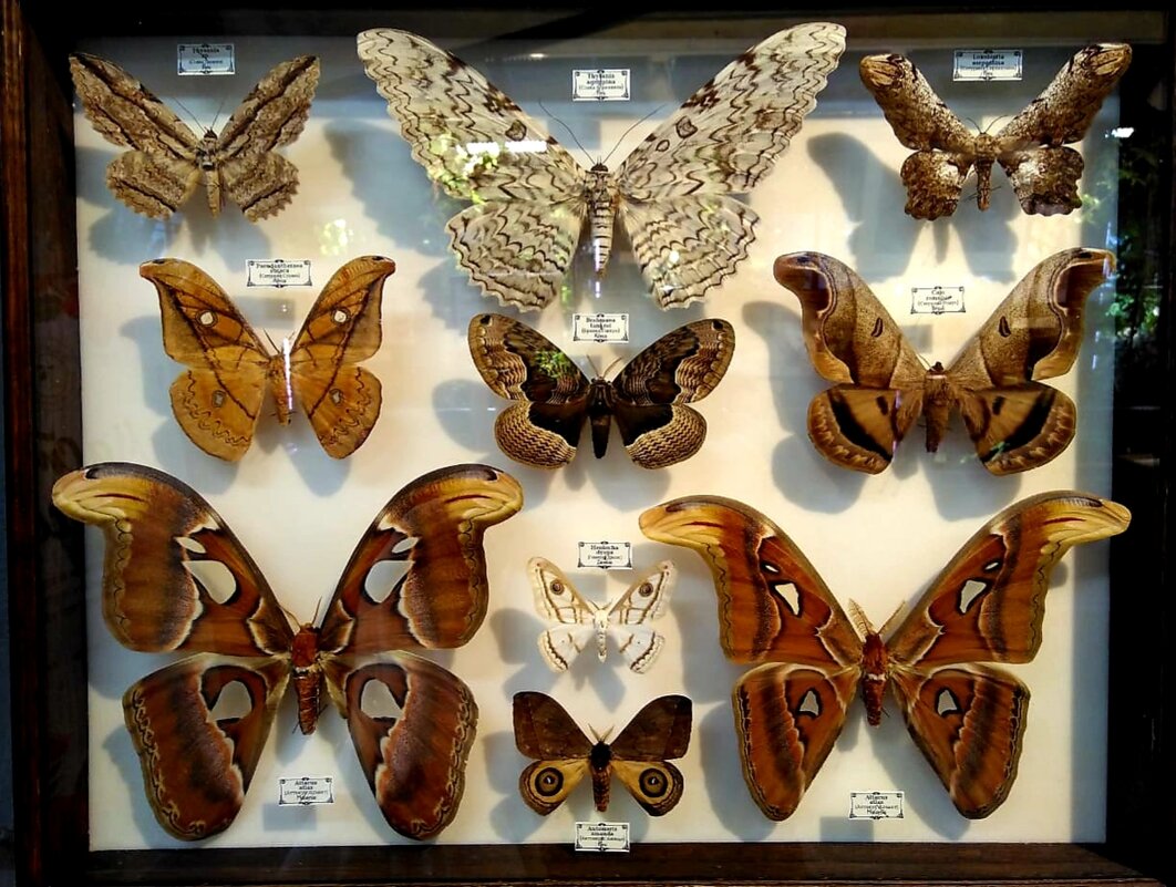 Коллекция бабочек - Сергей Б.