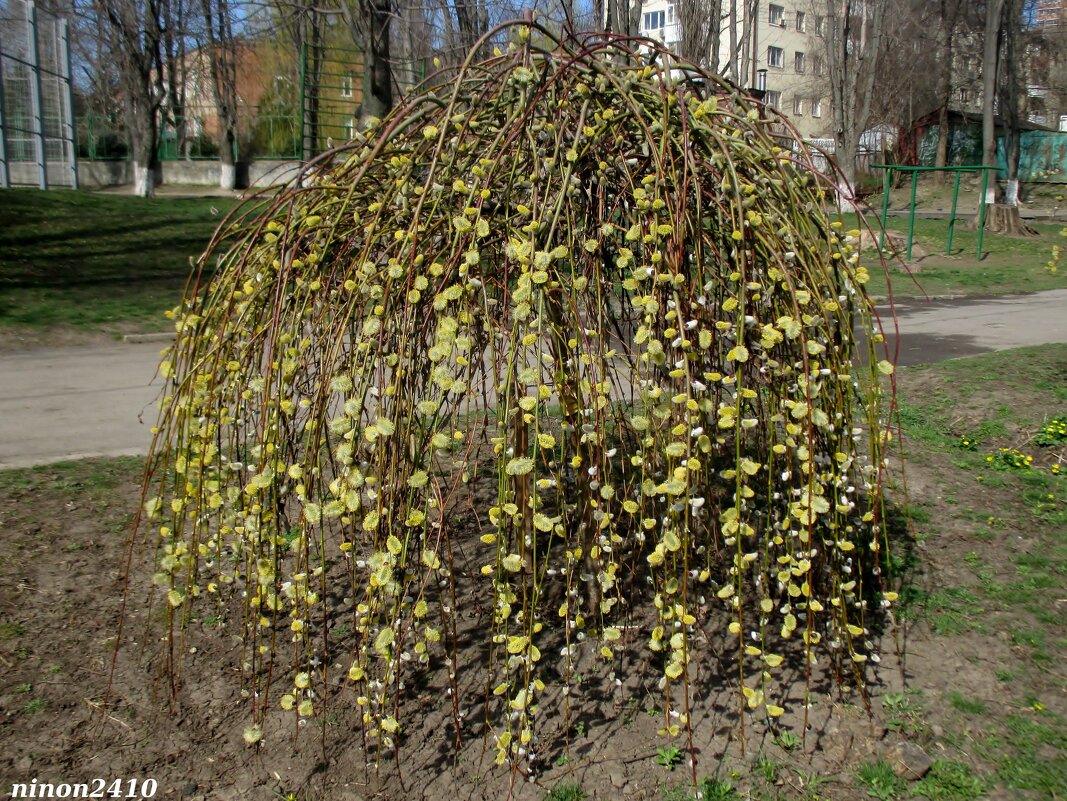 Март... Куст вербы - Нина Бутко