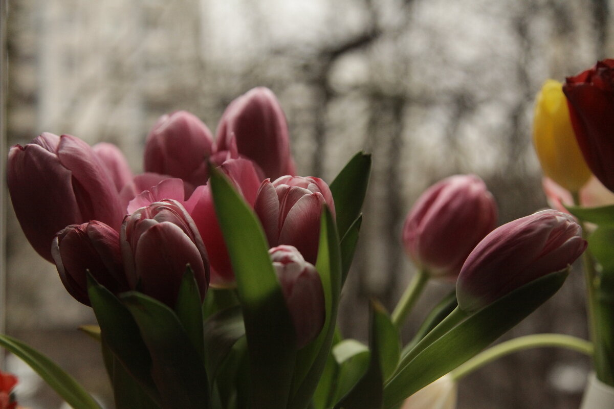 Праздничные тюльпаны - Evgeny 
