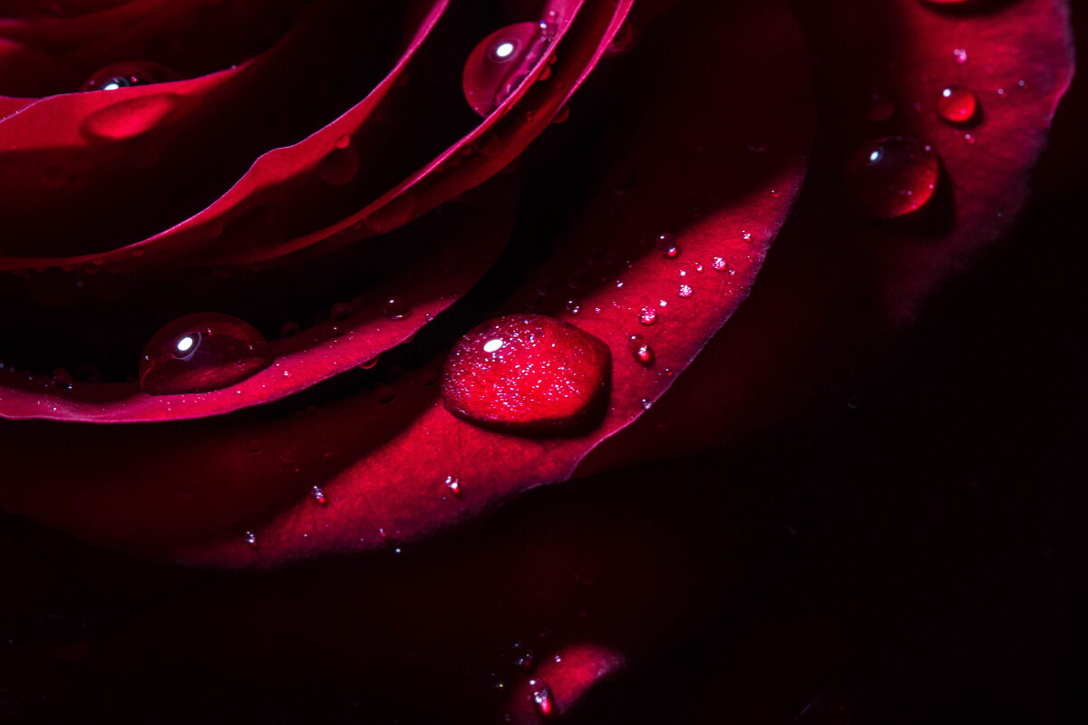 Красная роза - TATYANA PODYMA