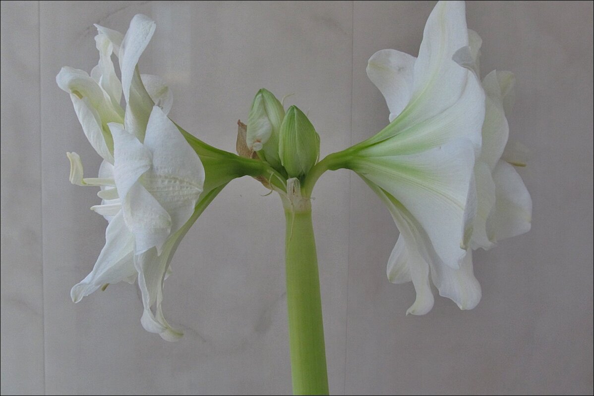 Комнатные цветы. Белый амариллис - Нина Корешкова