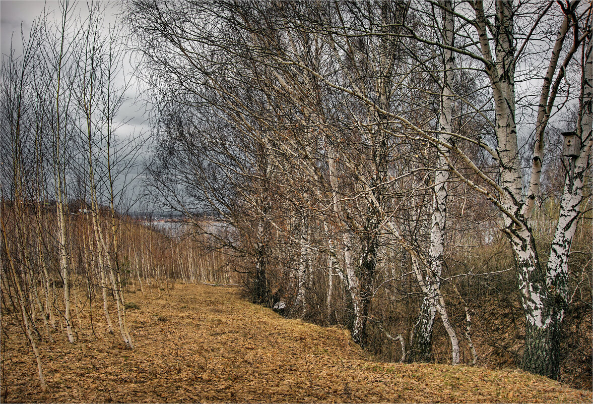 Прозрачная весна на берегу© - Владимир Макаров