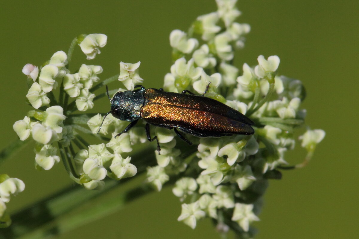 Златка узкотелая смородиновая  (Agrilus ribesi (Schaefer, 1946)) - Павел Морозов