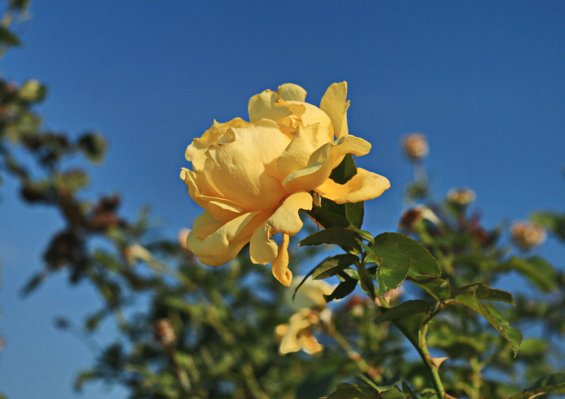 Жёлтая роза  цвета нежности, тепла и доброты. - Ирина Нафаня