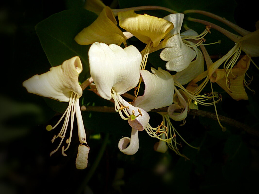 Цветы жимолости - dana smirnova