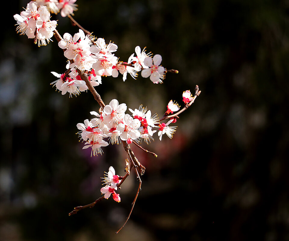 Весна цветет - Светлана 