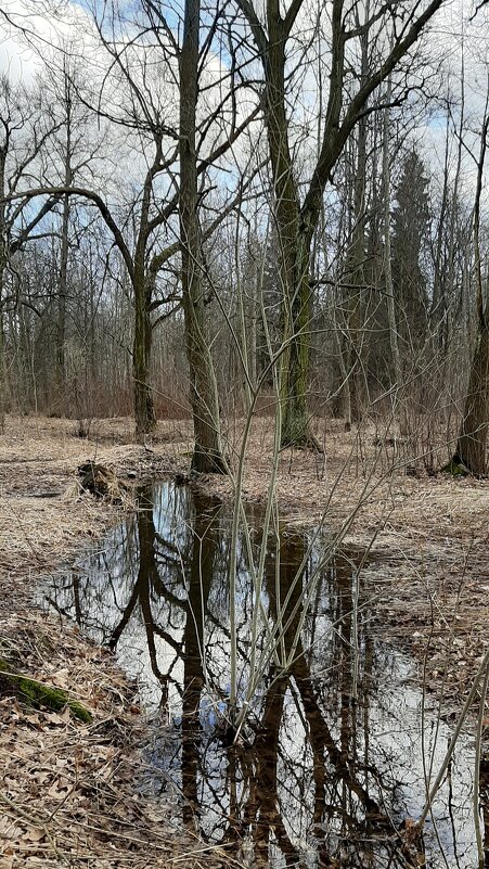 Царское Село. Март - Наталья Герасимова