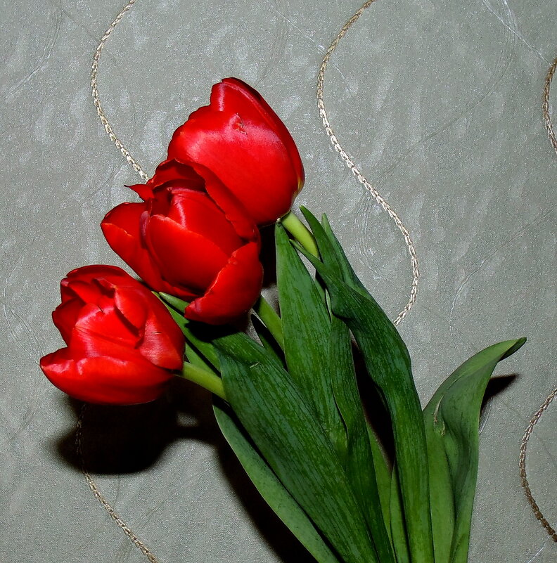 Праздничные тюльпаны . - Мила Бовкун