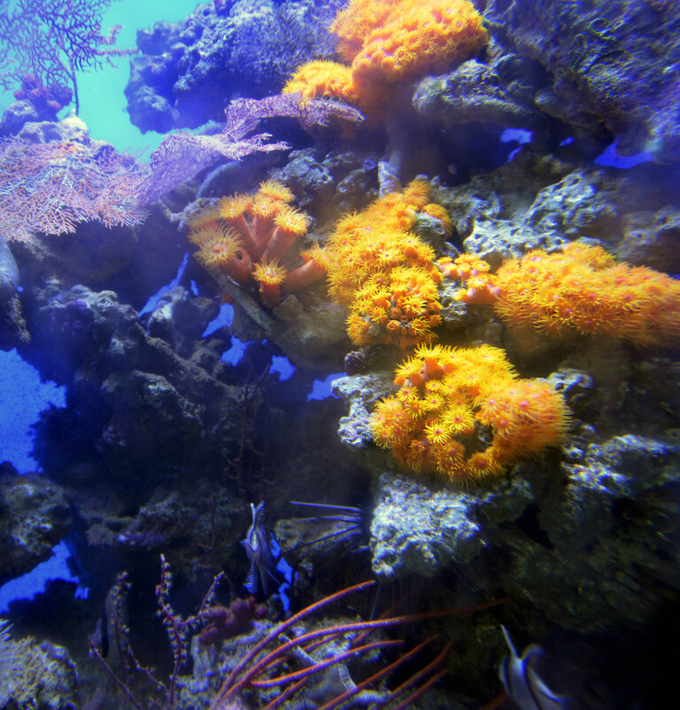 Яркий подводный мир - Нина Синица