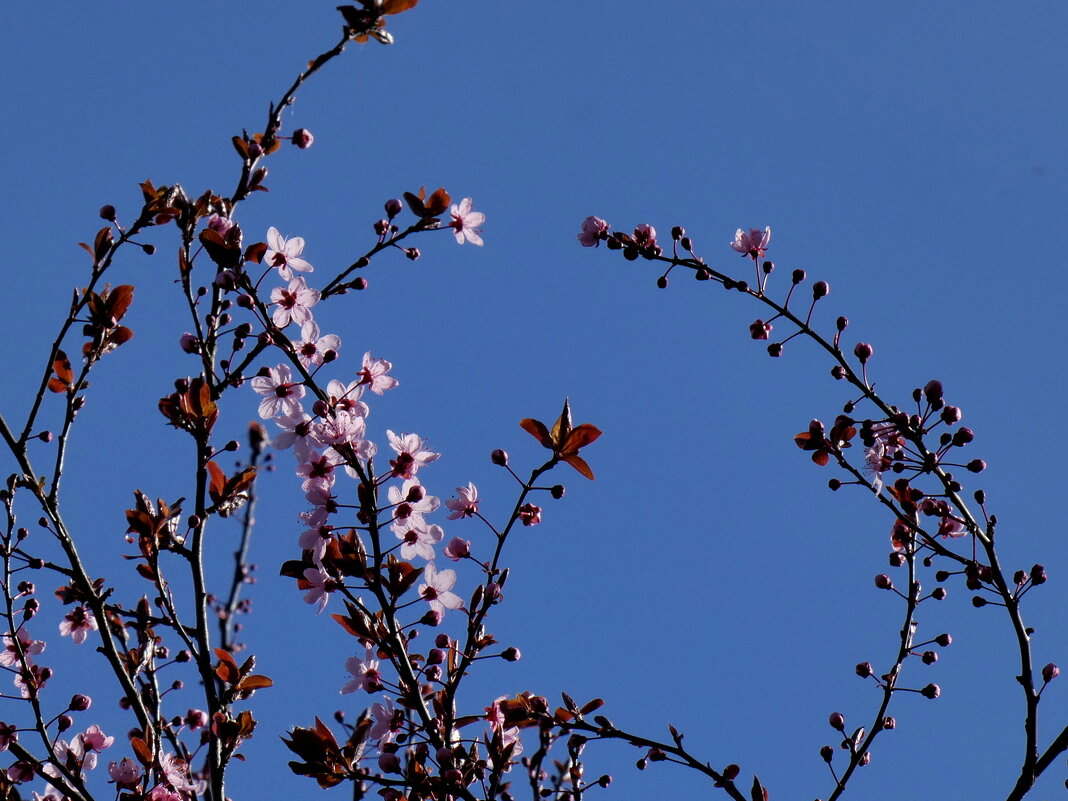 небо голубое, это весна - Heinz Thorns