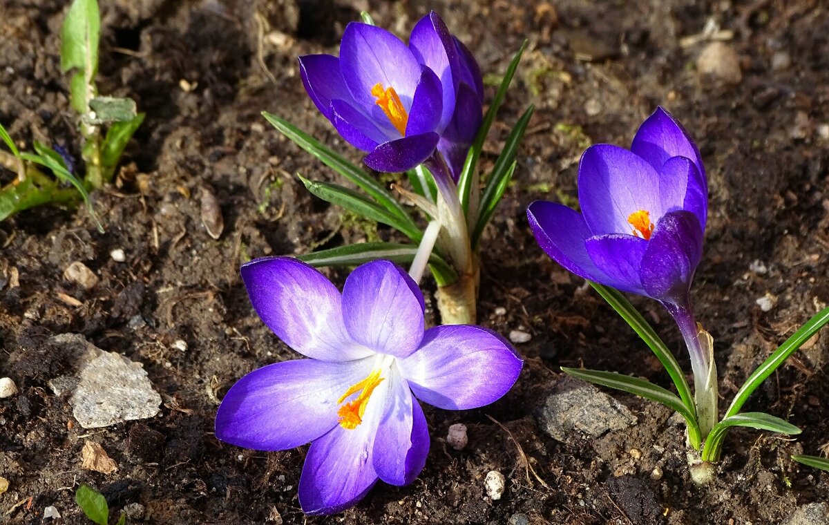 Весна и цветы (крокусы) - Милешкин Владимир Алексеевич 