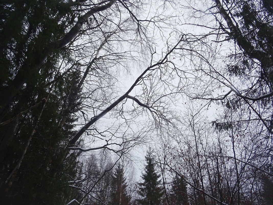Колдующий лес - Денис Бочкарёв