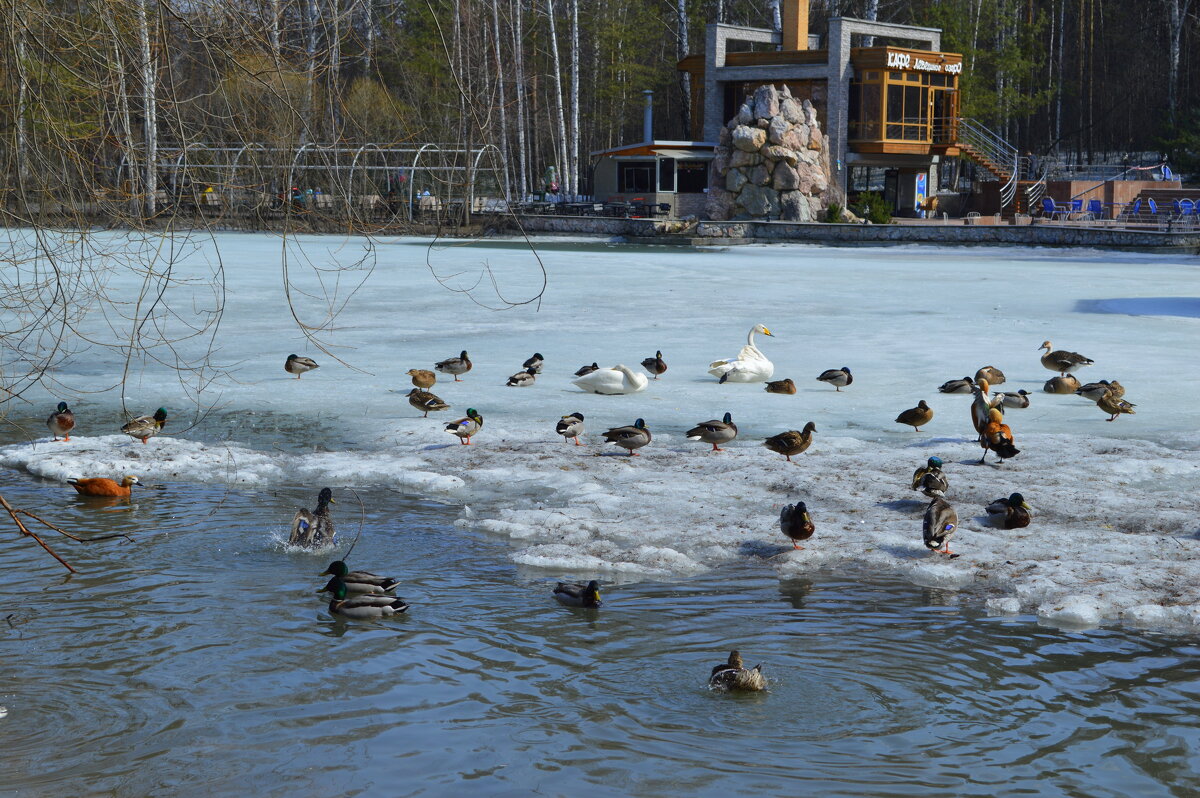 Весна на Лебедином озере - Татьяна Лютаева