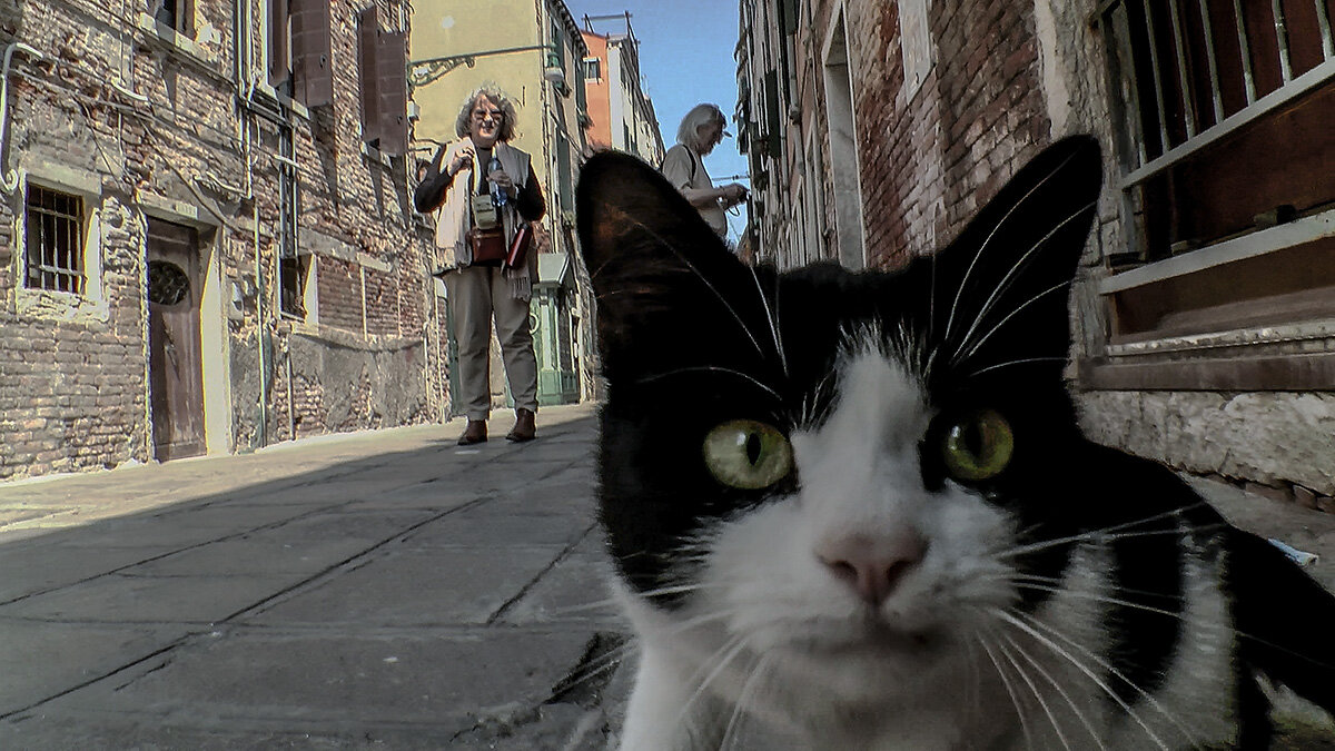 Venezia. Gatto domestico sulla strada. - Игорь Олегович Кравченко