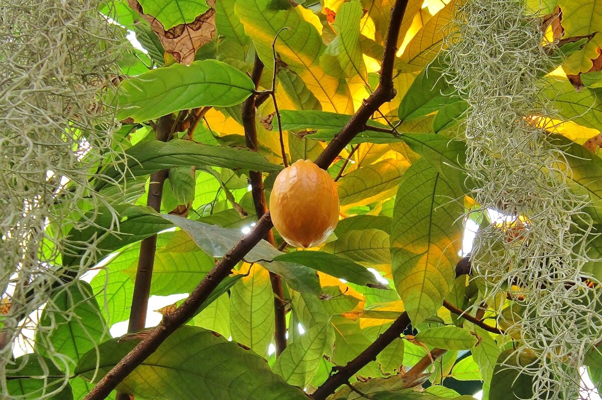 Плоды какао - Елена (ЛенаРа)