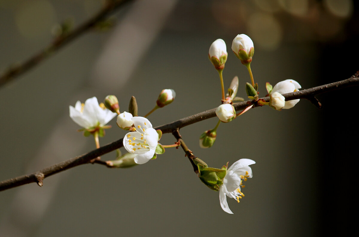 Нежность цветущей вишни. - barsuk lesnoi