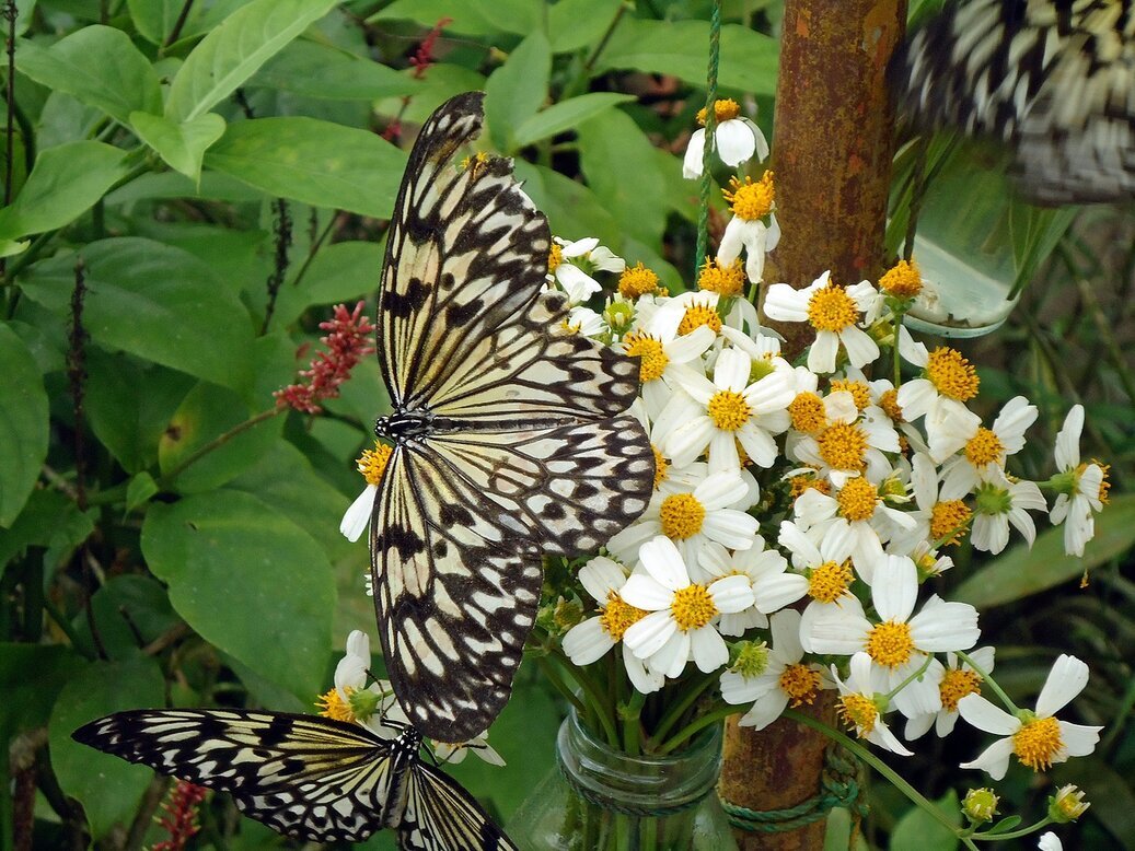 Бабочки - Вера Щукина