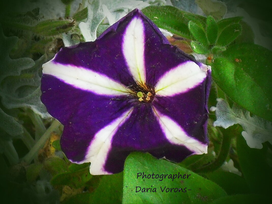 Белым по фиолетовому - Daria Vorons