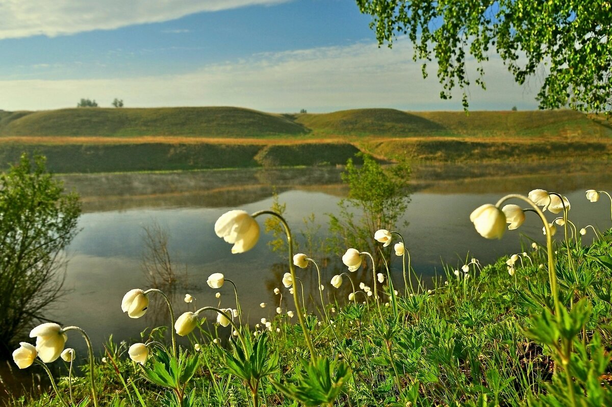 Реченька Лесная