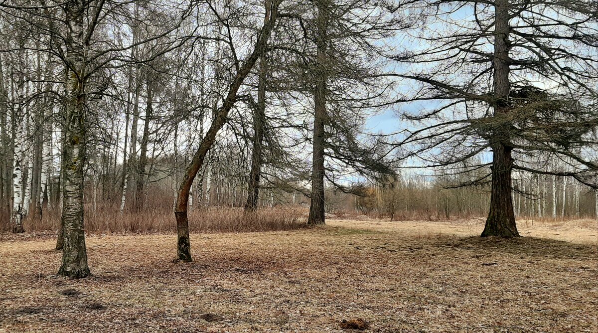 Царское Село. Март - Наталья Герасимова