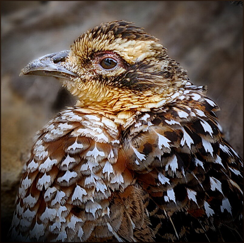 Королевский фазан - dana smirnova
