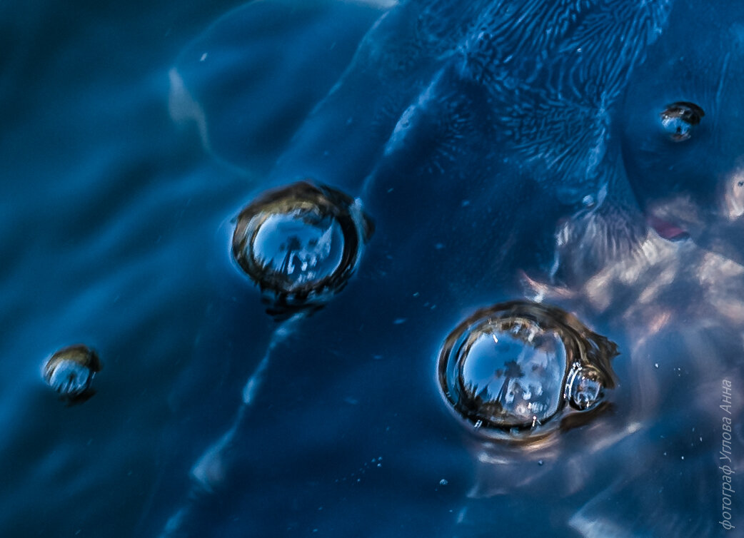 Отражение сосен в капельках воды спине осетра - Анна Углова (Рыбакова)