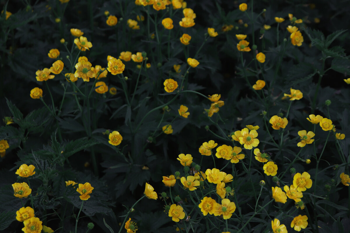 Желтые цветочки - Rada 