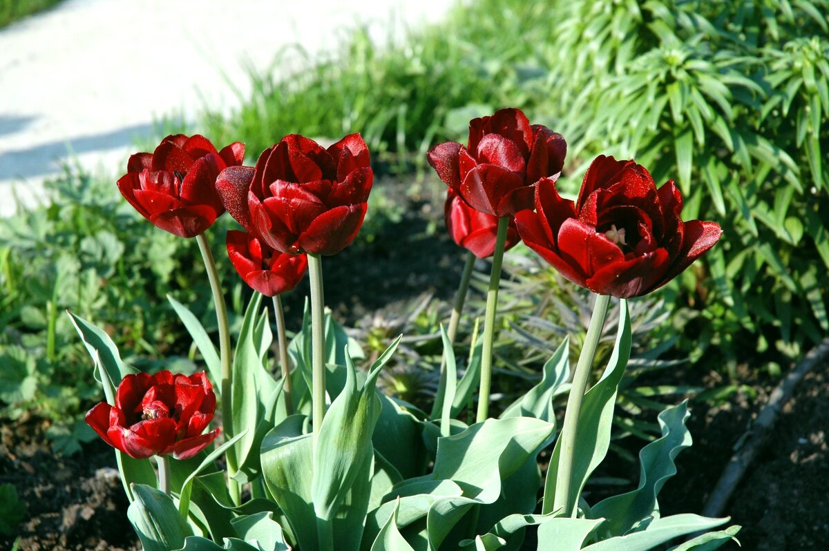 Прекрасные тюльпаны - Генрих 