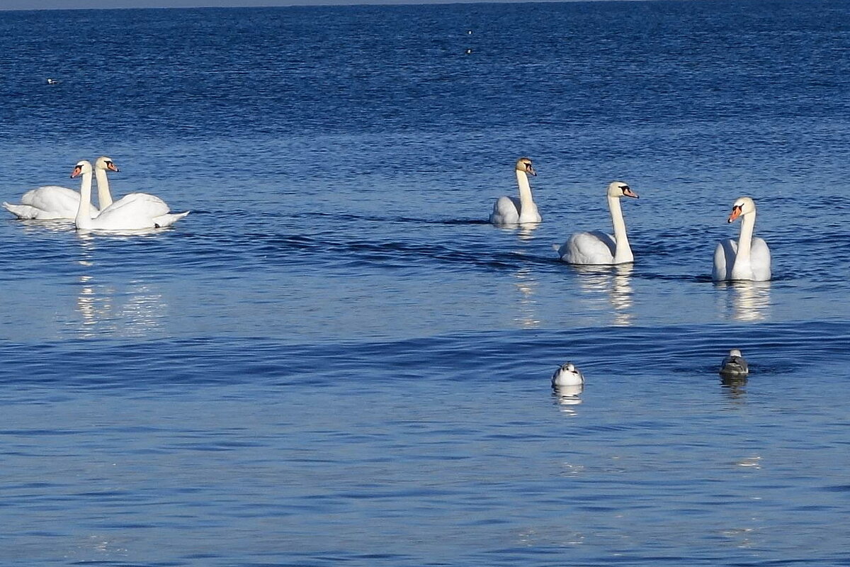 Лебеди на море - Маргарита Батырева