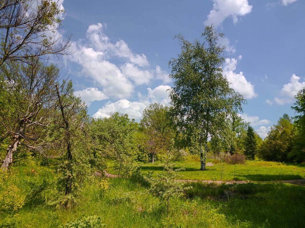 Листвы лазоревую прелесть апрель передоверил маю - dana smirnova