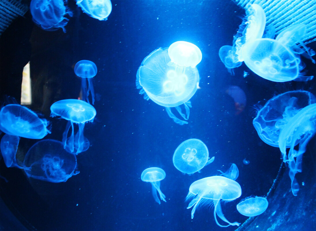 медузы голубые (неон) - Любовь ***