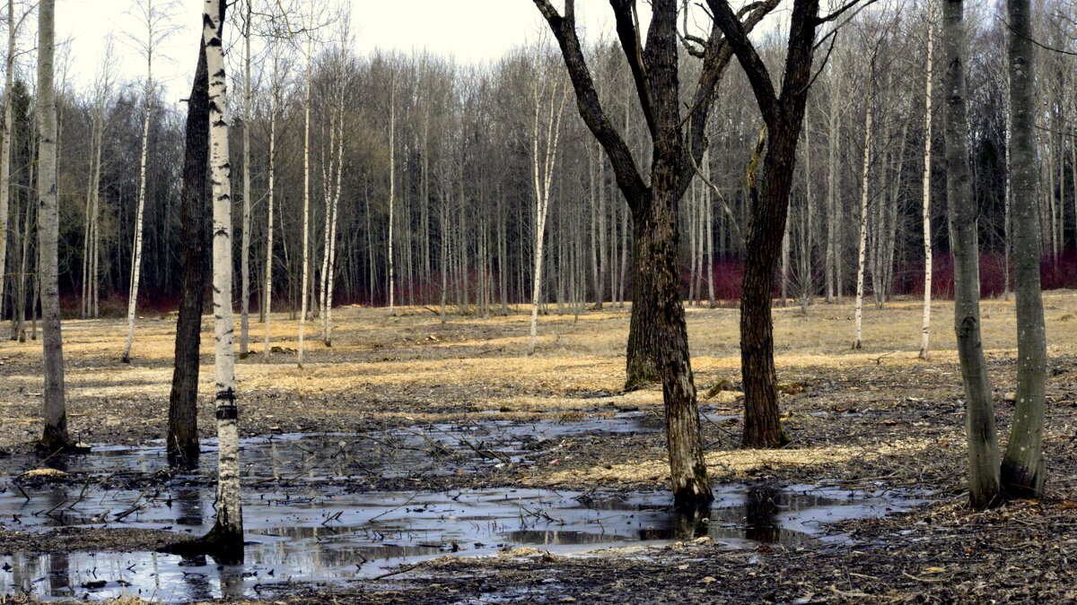 На окраине парка весной - 2 - Сергей 