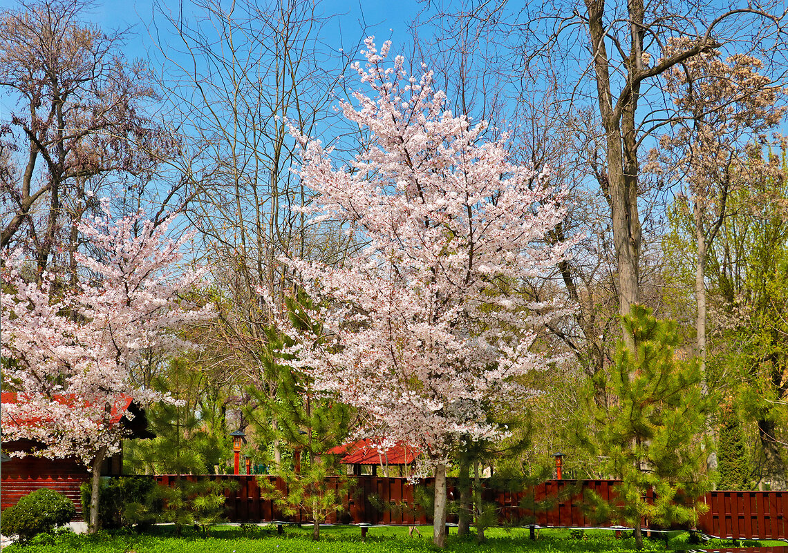 Весна в японском саду - Светлана 