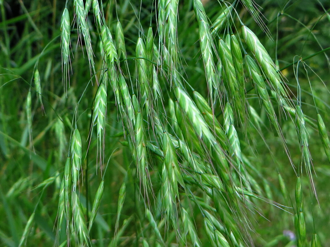 Костер.Костер полевой – Bromus arvensis - ivan 