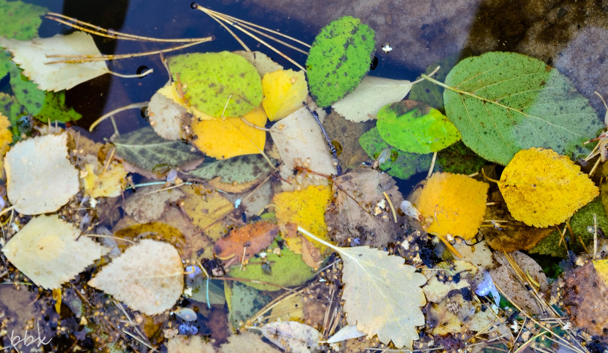 Листья на воду легли - Василий Хорошев