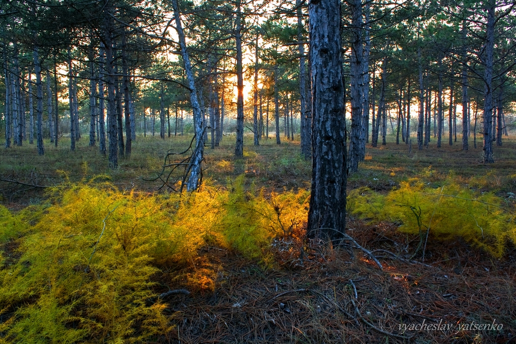 Лес на закате - Вячеслав Яценко