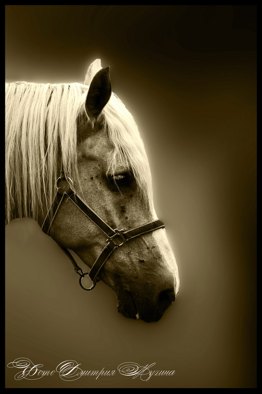 Лошадь в тумане - Дмитрий Мухин