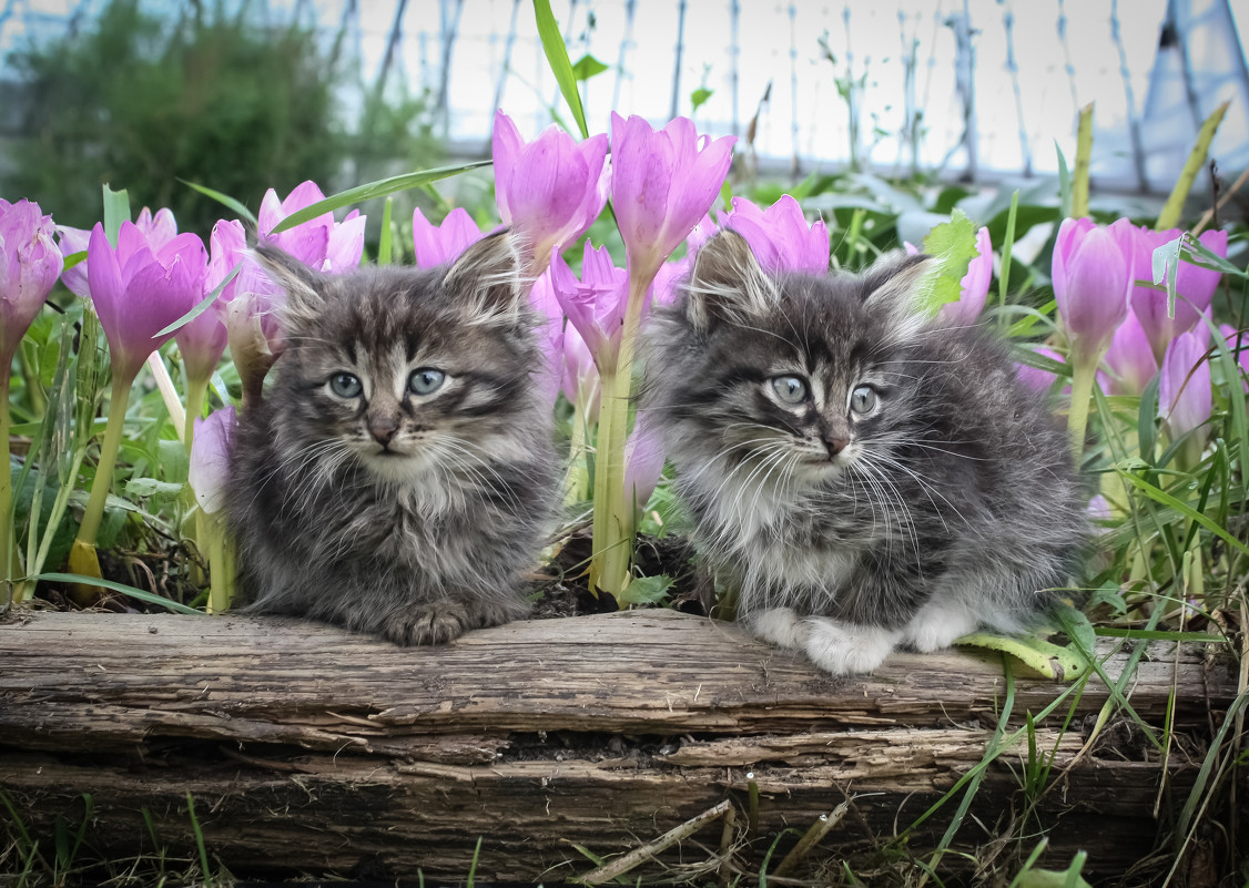 котята - Валентина Коннова