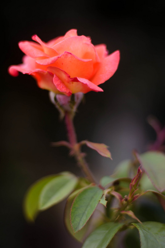 одинокая роза в осеннем саду - Наталья М