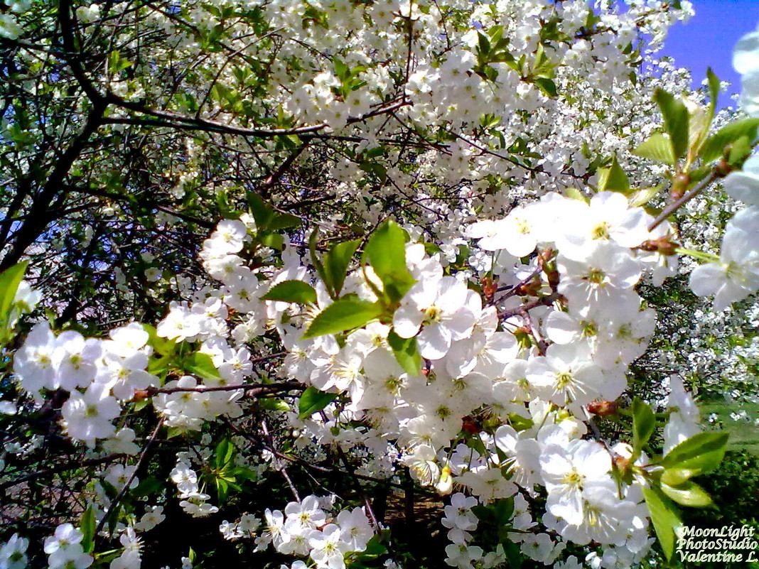 Цвет вишни - Valentine1996 