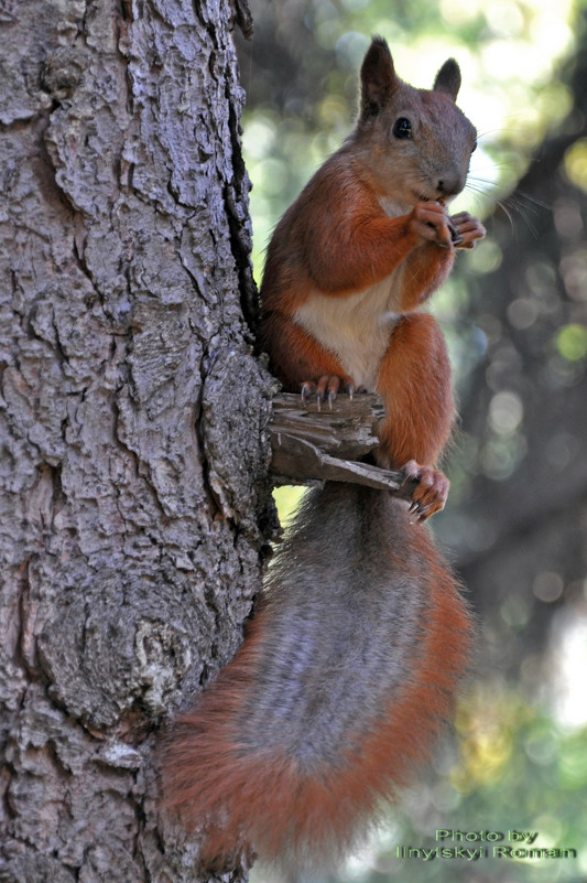 The Squirrel - Roman Ilnytskyi