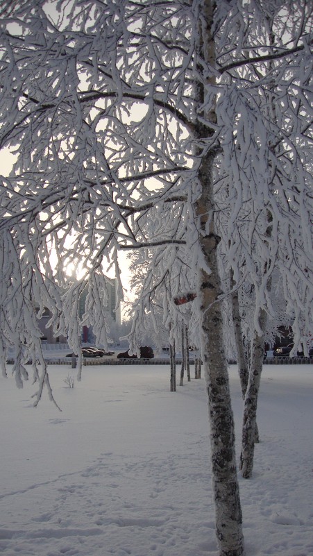 снежное дерево - Ekaterina 