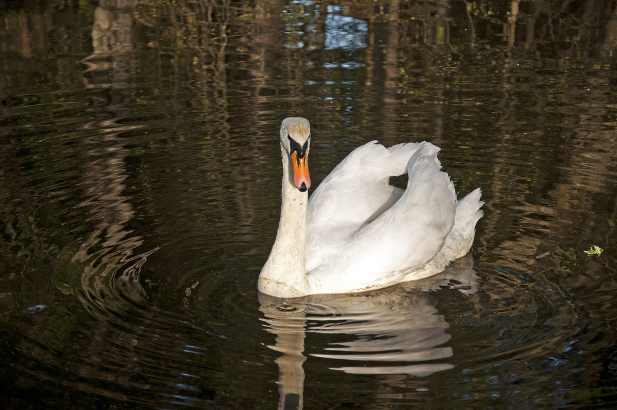 White Swan - Roman Ilnytskyi