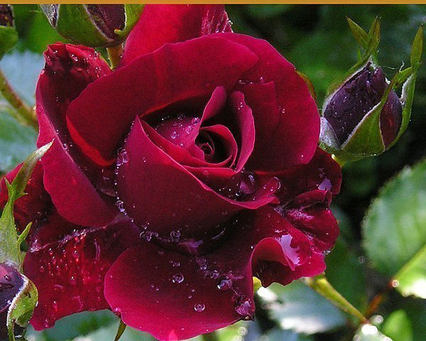 Мои розы - Надежда - Tatyana Kuchina