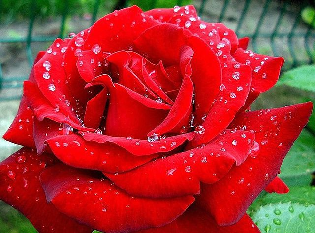 Моя любимая роза Флоренция - Tatyana Kuchina