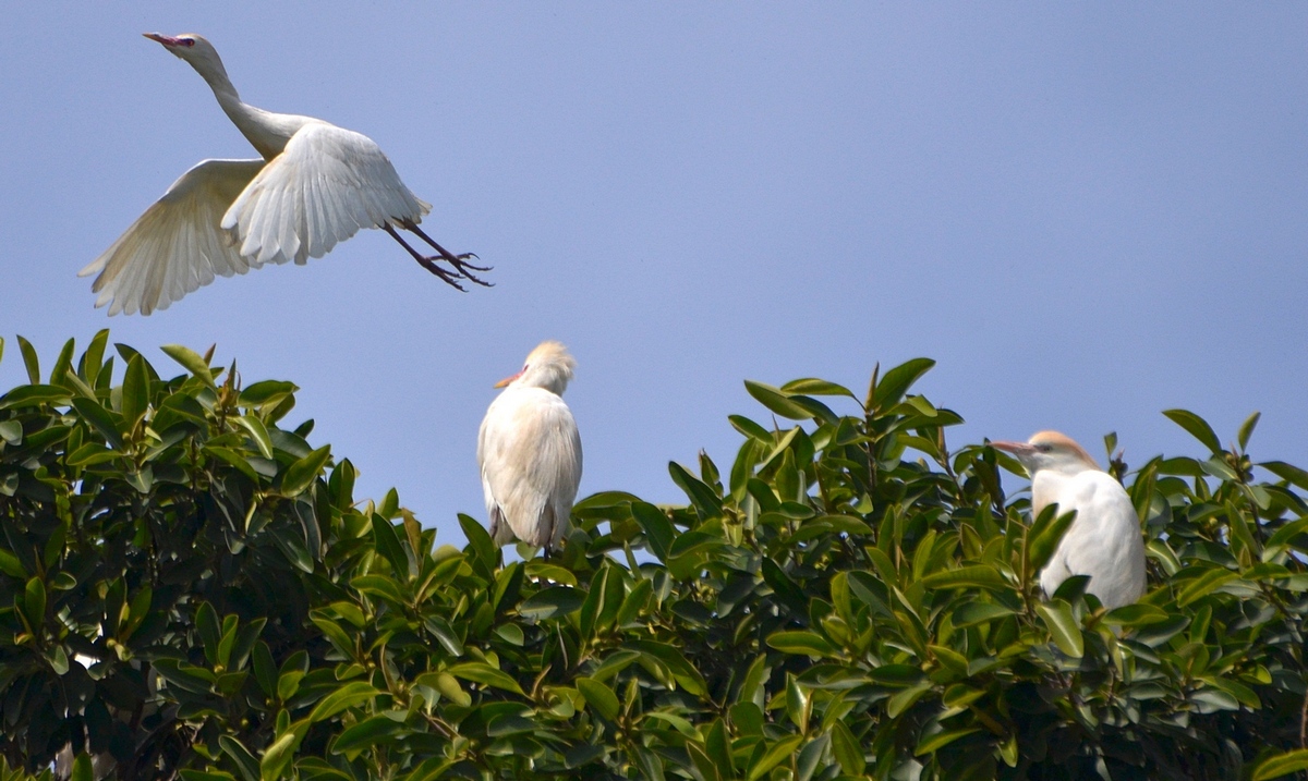 23. 02.12 Египетская цапля (лат. Bubulcus ibis), парк аЯркон, Тель-Авив - Борис Ржевский