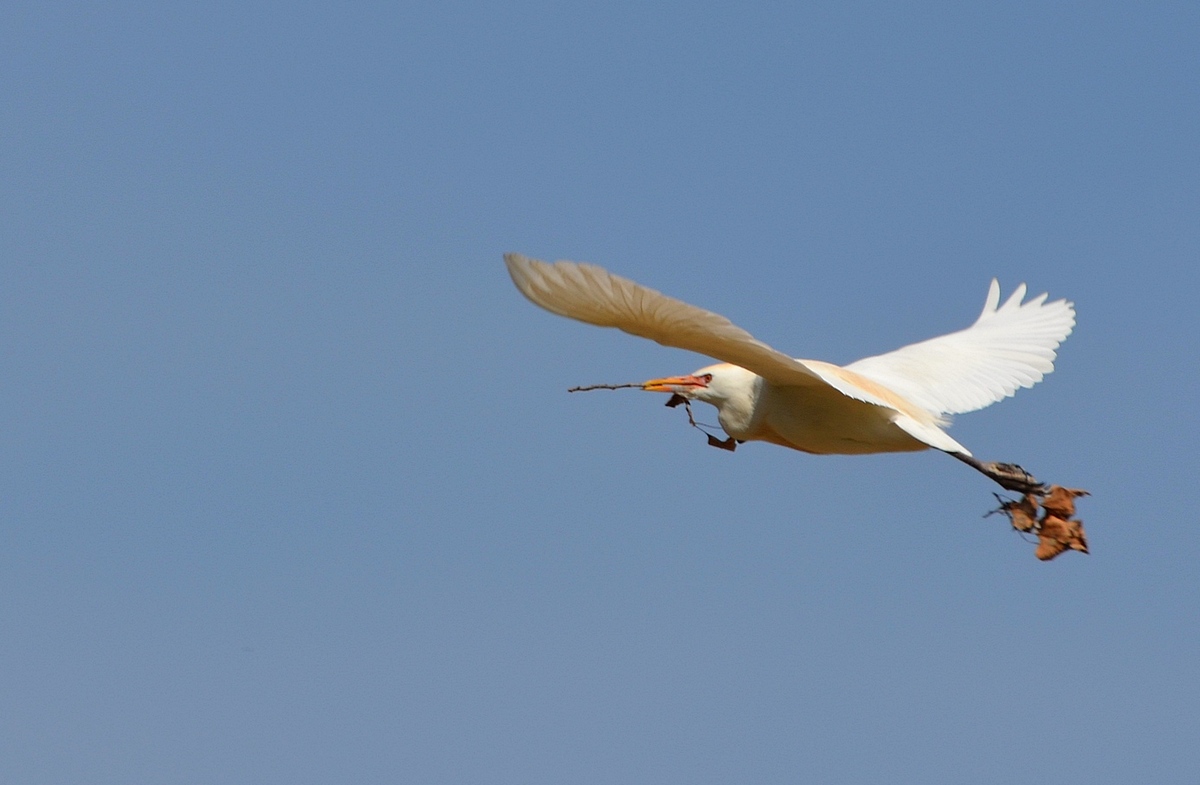 23. 02.12 Египетская цапля (лат. Bubulcus ibis), парк аЯркон, Тель-Авив - Борис Ржевский