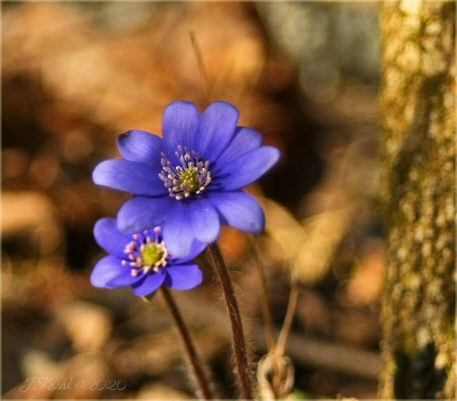 * - Елена Kазак (selena1965)